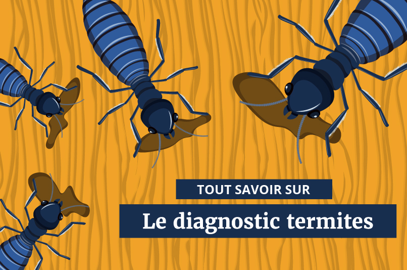 Illustration de termites sur un fond en bois avec le texte 'Tout savoir sur le diagnostic termites'