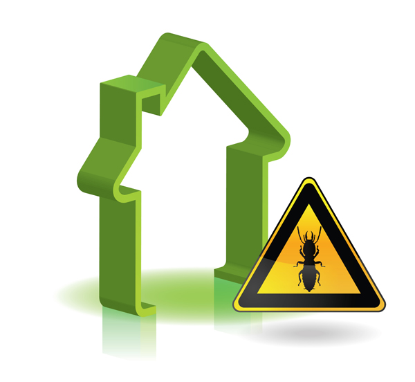 Inspecteur certifié effectuant un diagnostic termites dans une maison en Guadeloupe