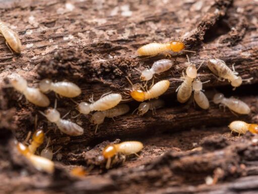 Image illustrant des dommages causés par des termites Guadeloupe dans un bâtiment.