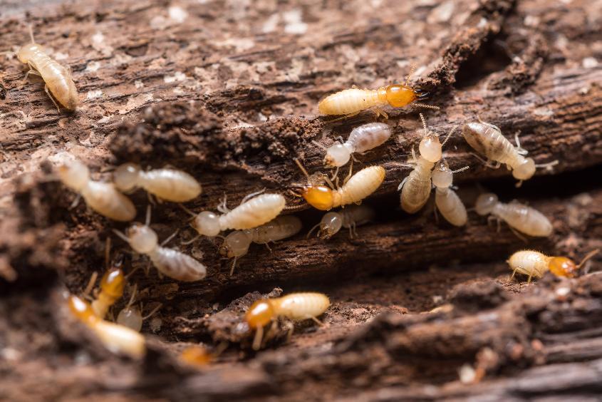 Image illustrant des dommages causés par des termites Guadeloupe dans un bâtiment.